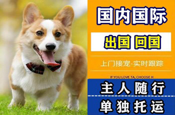 大同市宠物托运公司大同市宠物托运公司大同市宠物托运公司