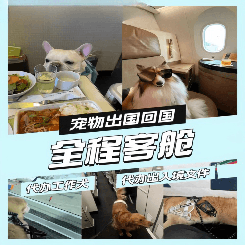 大同市宠物托运到白俄罗斯宠物入境规定和要求